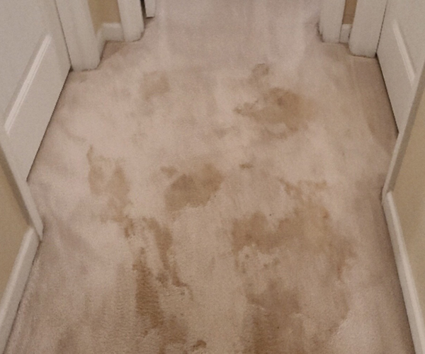 Before doing carpet cleaning - Floor Pro Quality Cleaning Lexington SC